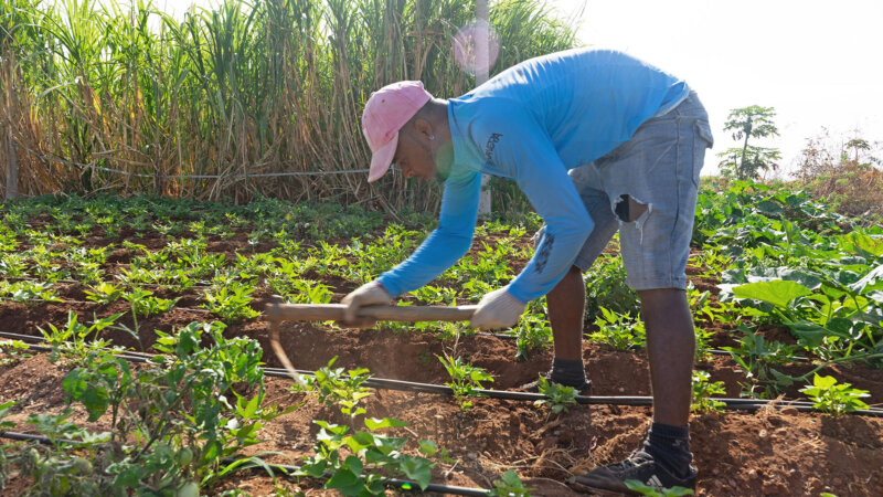 Farmer working in field.