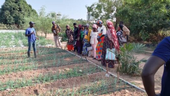 Strengthening Vegetable Seed Production Techniques in The Gambia
