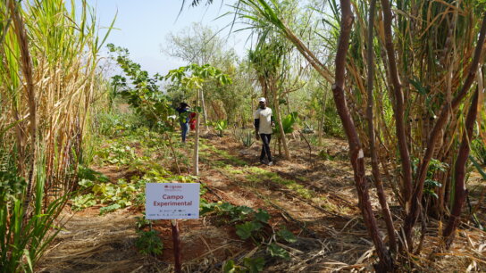 Quebra-ventos para a agricultura composta em Santo Antão