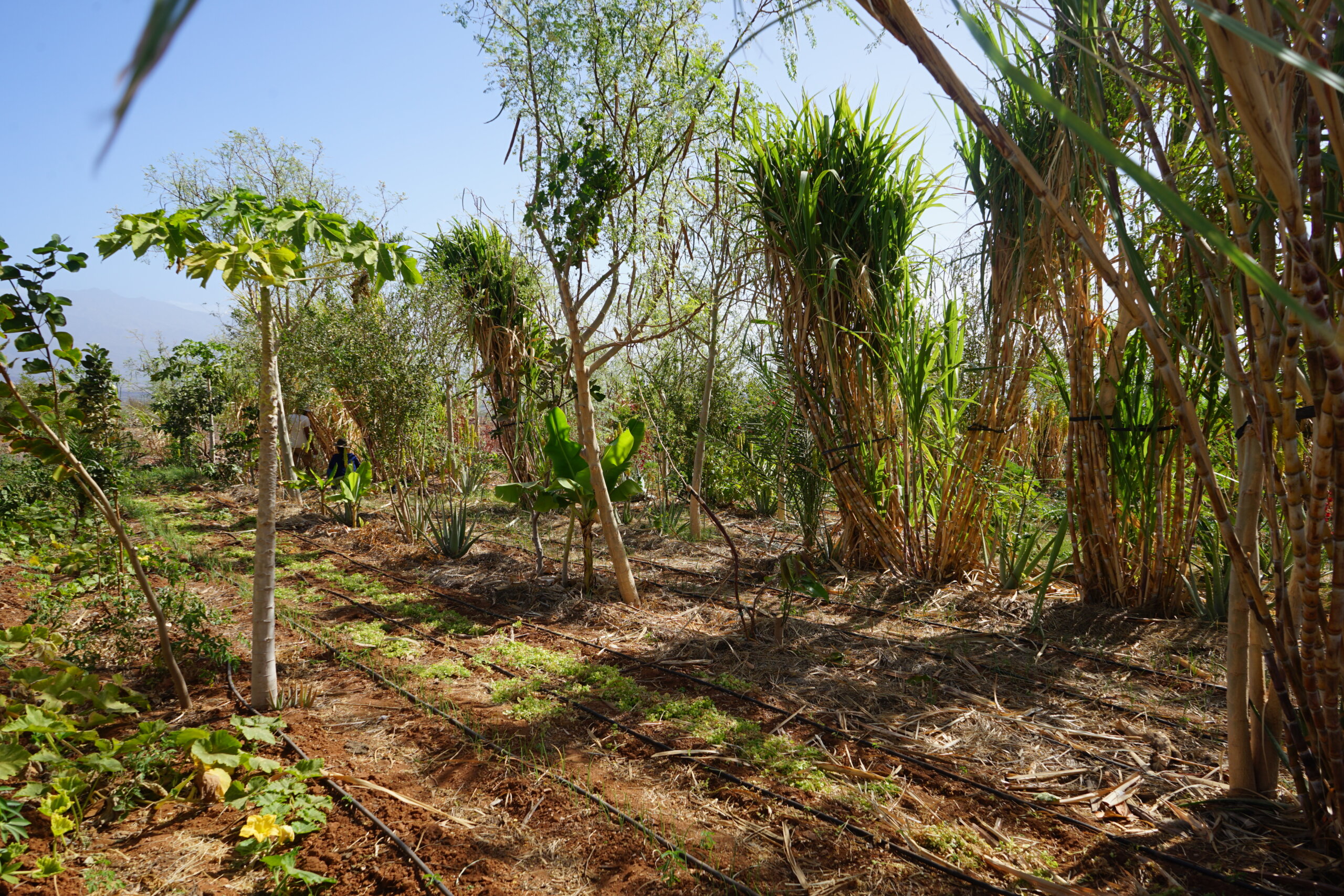 Sugar cane is used in the borders for wind protection. The sugar cane residue from the site is reused by farmers for several purposes.