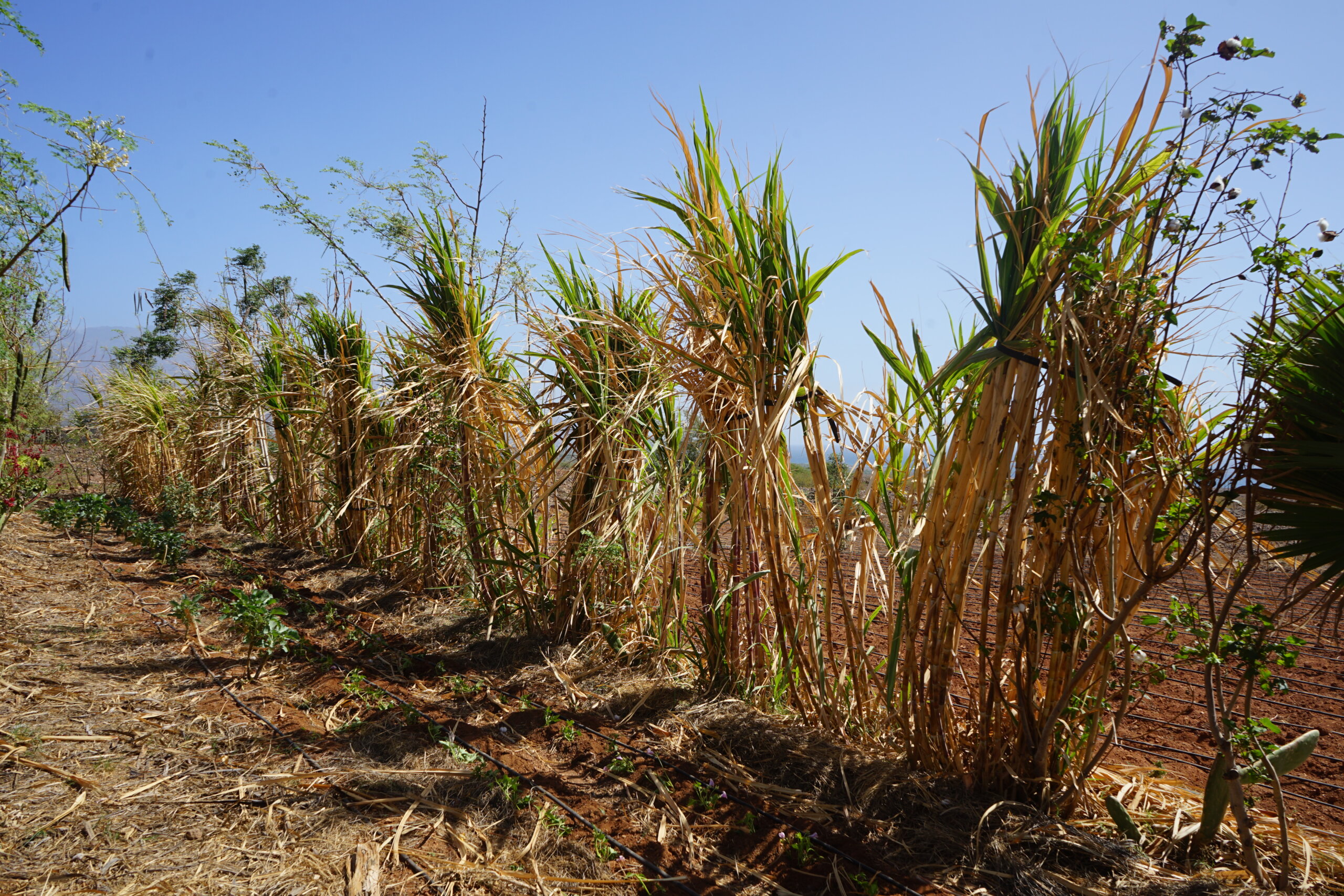 Sugar cane is used in the borders for wind protection.