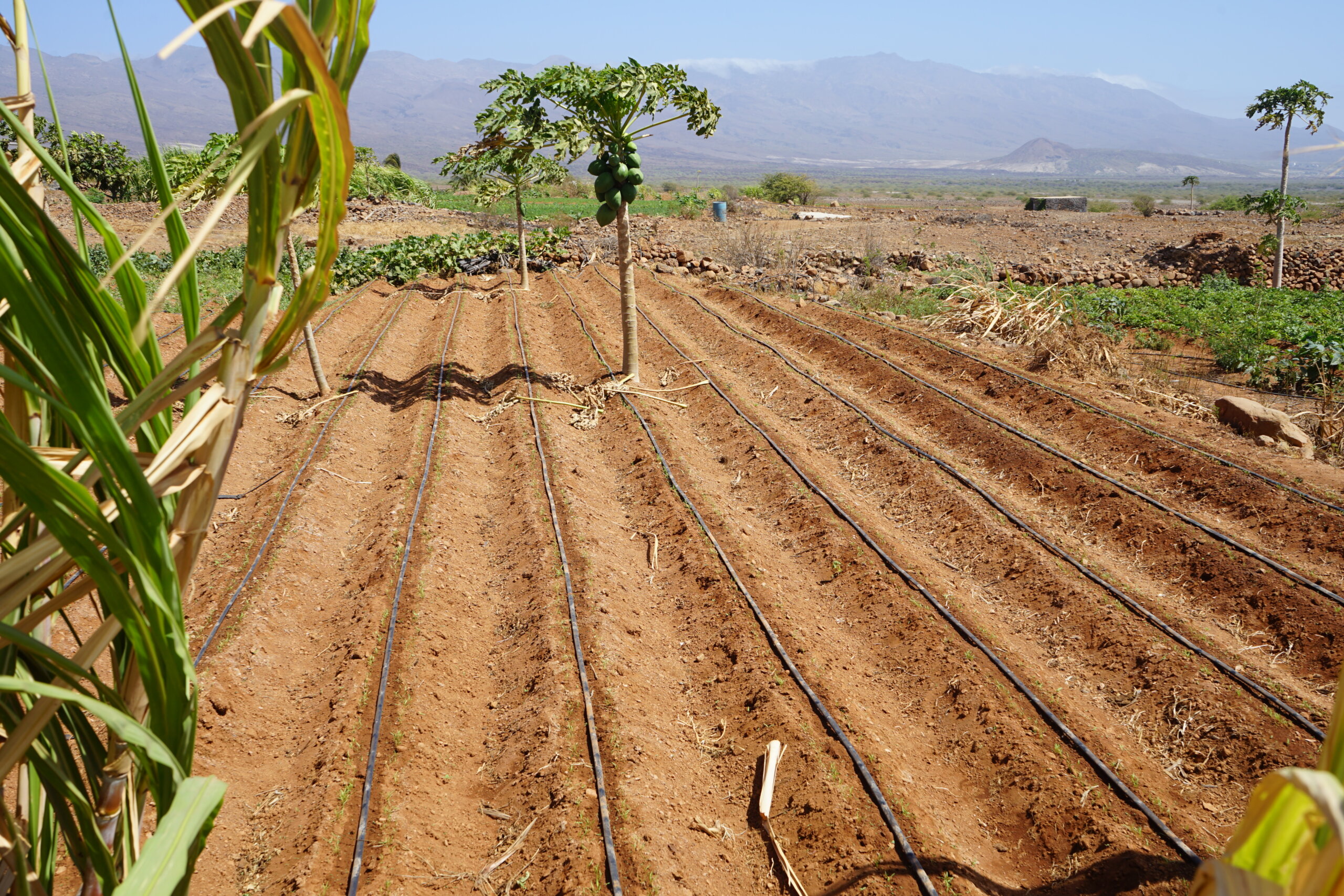 General view of the agroecological experimental field in Casa do Meio, Santo Antão, Cape Verde, on 26 February 2024.
