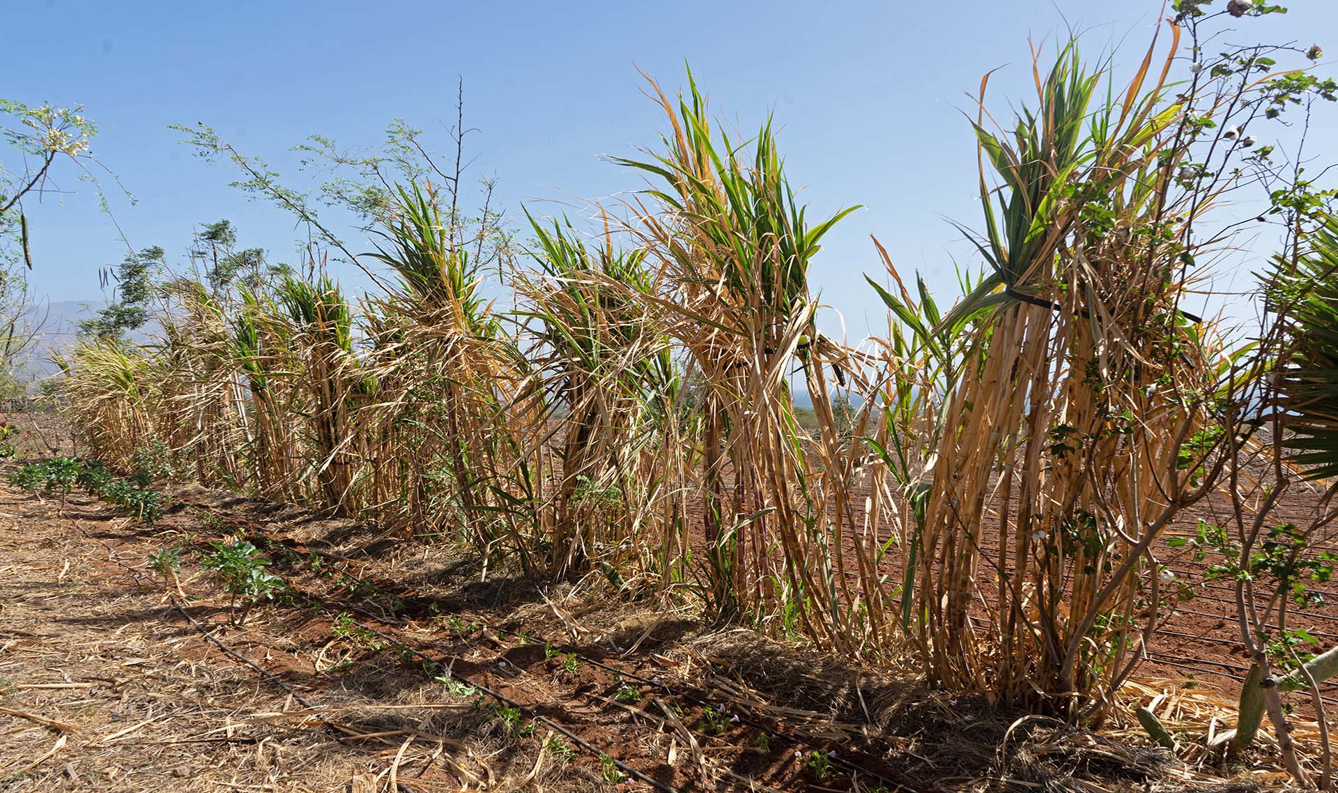 A cana-de-açúcar é utilizada nas bordas para proteção contra o vento.
