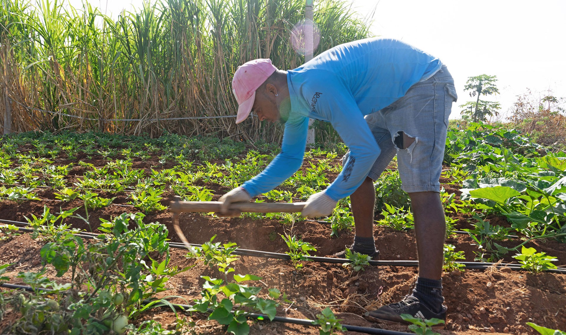 Um agricultor a trabalhar com uma plantação de cana-de-açúcar ao fundo.